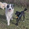 Sanfte Snickers sucht ruhiges Heim