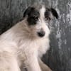 Sanfte Snickers sucht ruhiges Heim