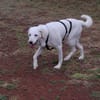 GRETA (Weibchen, 10.04.2021, Italien)