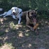 GRETA (Weibchen, 10.04.2021, Italien)