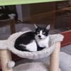 Für-Immer-Zuhause für Aramis gesucht