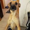 Ausgelassene MENA sucht Zuhause