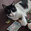 Tusa  liebevolle Katze sucht Zuhause