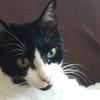 Tusa  liebevolle Katze sucht Zuhause