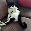 Tusa  liebevolle Katze sucht Zuhause