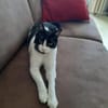 Tusa  liebevolle Katze sucht Zuhause