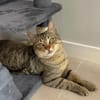 Pachi Verschmuster Tiger sucht Familie