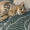 Pachi Verschmuster Tiger sucht Familie