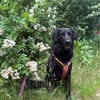 Spaßvogel mit sechs Buchstaben? Blacky!