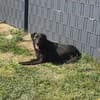 Spaßvogel mit sechs Buchstaben? Blacky!
