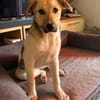 Elara traumhafte Hündin