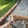 Mateo