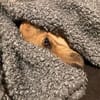 Freddi  ein richtig toller Hundekumpel