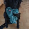 Lebensfrohe RINA sucht ihr forever home