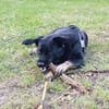 Cora sucht Lebensaufgabe auf einem Hof