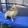 Chihuahua Pinscher Mix Abby