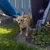 Chihuahua Pinscher Mix Abby