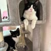 Orion & Luna Dreamteam sucht  Zuhause