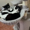 Orion & Luna Dreamteam sucht  Zuhause