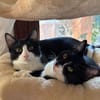 Orion & Luna Dreamteam sucht  Zuhause