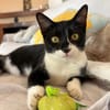 Orion & Luna Dreamteam sucht  Zuhause