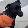 Tommy, Neuanfang gesucht