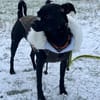 Tommy, Neuanfang gesucht