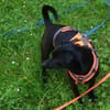 Tommy, Neuanfang gesucht