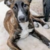 DAFNE 💚💚💚sucht Für-immer-Zuhause