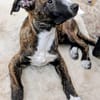 DAFNE 💚💚💚sucht Für-immer-Zuhause