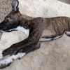 DAFNE 💚💚💚sucht Für-immer-Zuhause