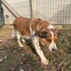 Babette Mix Hündin 4,7 Jahre in 72587