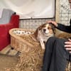 Babette Mix Hündin 4,7 Jahre in 72587