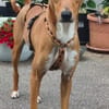 Enzo verschmust lieb sucht Familie