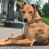 Enzo verschmust lieb sucht Familie