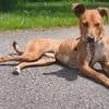 Enzo verschmust lieb sucht Familie