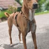Enzo verschmust lieb sucht Familie