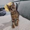 NYRA