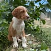 OLORI (En cours d'adoption)