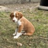 OLORI (En cours d'adoption)