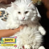 DANTE