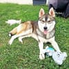BALTO