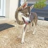 BALTO