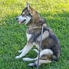 BALTO