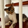 BARNABÉ, chaton type européen mâle