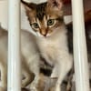 BARNABÉ, chaton type européen mâle