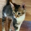 BARNABÉ, chaton type européen mâle
