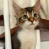 BARNABÉ, chaton type européen mâle