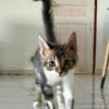 BARNABÉ, chaton type européen mâle