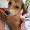 NILO, chiot Berger Créole mâle